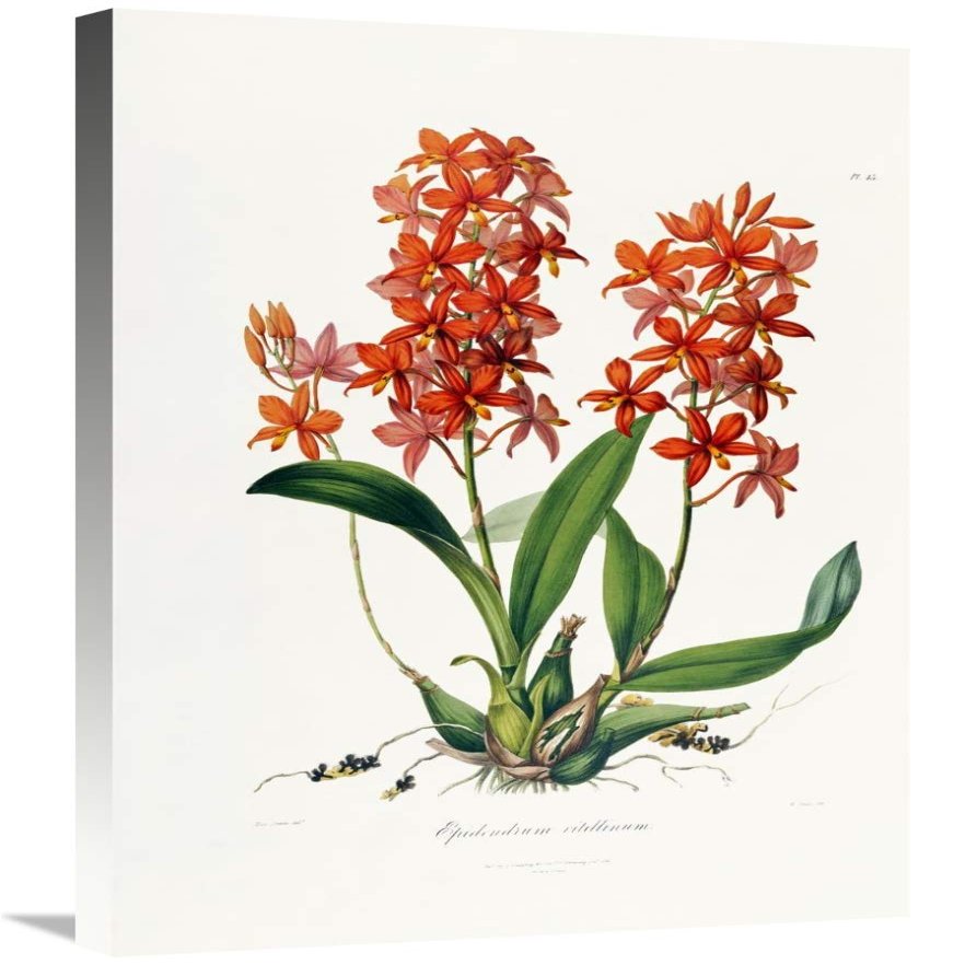 30 in. Star Orchid Art Print - John Lindley