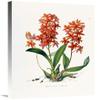 30 in. Star Orchid Art Print - John Lindley view 1