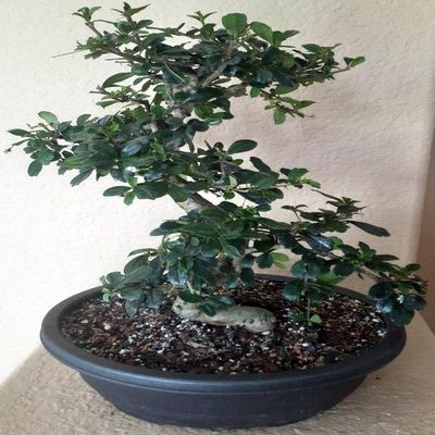 Monster Fukien Tea Specimen Bonsai Tree