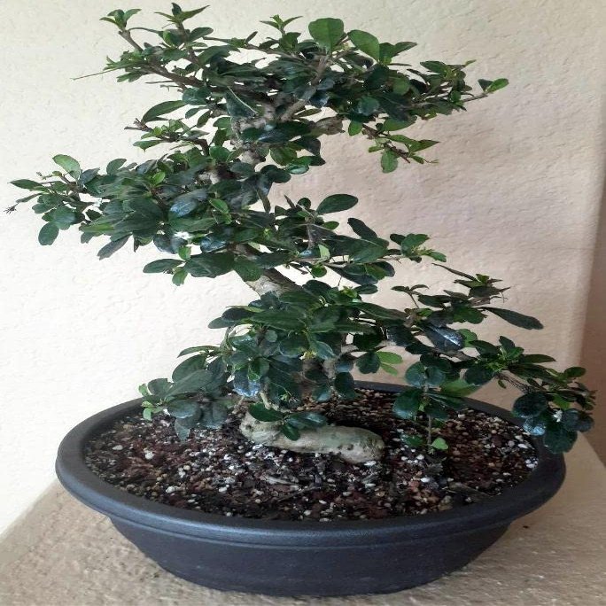 Monster Fukien Tea Specimen Bonsai Tree