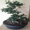 Monster Fukien Tea Specimen Bonsai Tree view 1