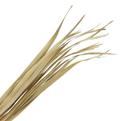 47th & Main 12-Count Dried Botanical Dcor, 36" Long, Sun Palm Leaves