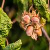 Tadim Mediterranean Origin Roasted Hazelnuts, 1 Pack (7 ounce), Kosher, Non-GMO, Vegan, Keto Friendly view 2