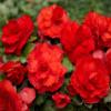(2) Supreme Flowering Red Superba Begonia Bulbs view 1