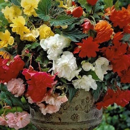 (5) Supreme Flowering Odorata Begonia Mix Bulbs