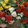 (5) Supreme Flowering Odorata Begonia Mix Bulbs view 1