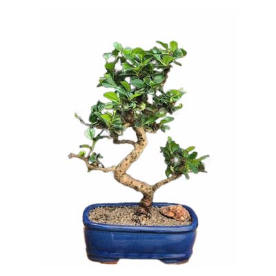 Fukien Tea Bonsai Tree Flowering - Medium Curved Trunk Style Bonsai Tree for Delivery 10 Tall 9 Years Old - Live 9 Years Old, 10inch Tall e1614 0