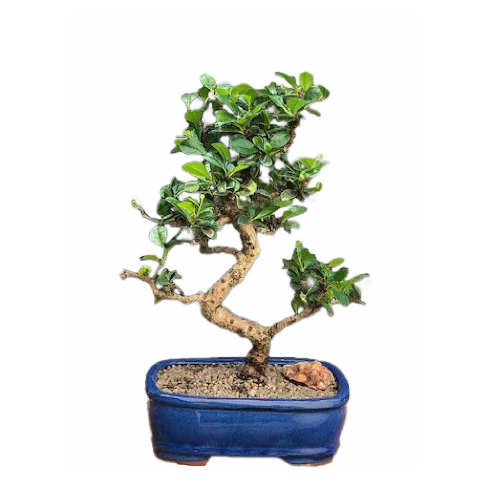 Fukien Tea Bonsai Tree Flowering - Medium Curved Trunk Style Bonsai Tree for Delivery 10 Tall 9 Years Old - Live 9 Years Old, 10inch Tall e1614 0