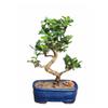 Fukien Tea Bonsai Tree Flowering - Medium Curved Trunk Style Bonsai Tree for Delivery 10 Tall 9 Years Old - Live 9 Years Old, 10inch Tall e1614 0 view 1