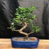 Fukien Tea Bonsai Tree Flowering - Medium Curved Trunk Style Bonsai Tree for Delivery 10 Tall 9 Years Old - Live 9 Years Old, 10inch Tall e1614 0 view 2