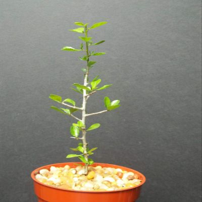 Capricata Commiphora Simplicifolia, Guggul Myrrh Tree Exotic Caudex Mukul Bonsai cpicta (4'' Plant)