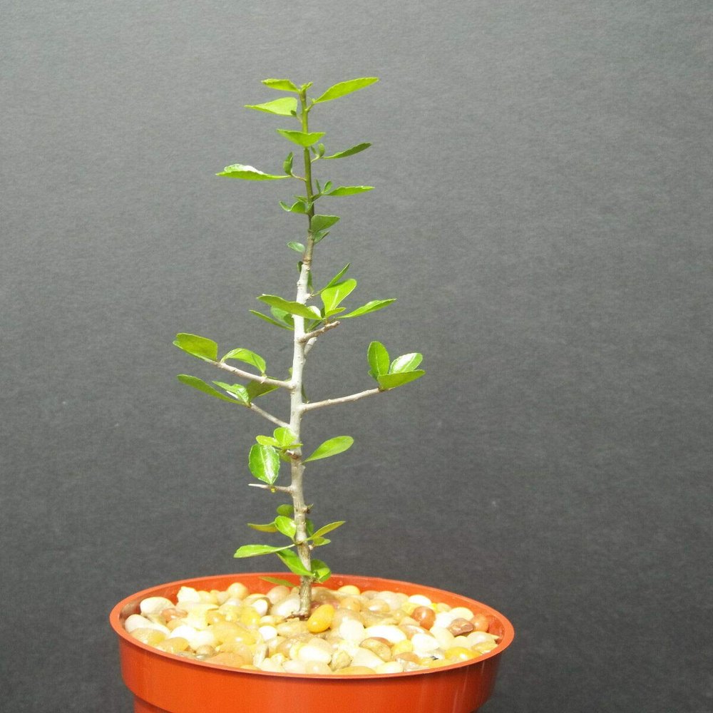 Capricata Commiphora Simplicifolia, Guggul Myrrh Tree Exotic Caudex Mukul Bonsai cpicta (4'' Plant)