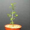 Capricata Commiphora Simplicifolia, Guggul Myrrh Tree Exotic Caudex Mukul Bonsai cpicta (4'' Plant) view 1