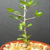 Capricata Commiphora Simplicifolia, Guggul Myrrh Tree Exotic Caudex Mukul Bonsai cpicta (4'' Plant) view 2