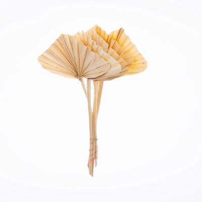 CBT Floral & Craft Decorative Dried Palm Spears l Leaves Natural Fan (Different Tinted Colors Available) Flowers Arrangement for Home Decor (15-25in Tall, 5 Branches per Bunch) (Bleached)