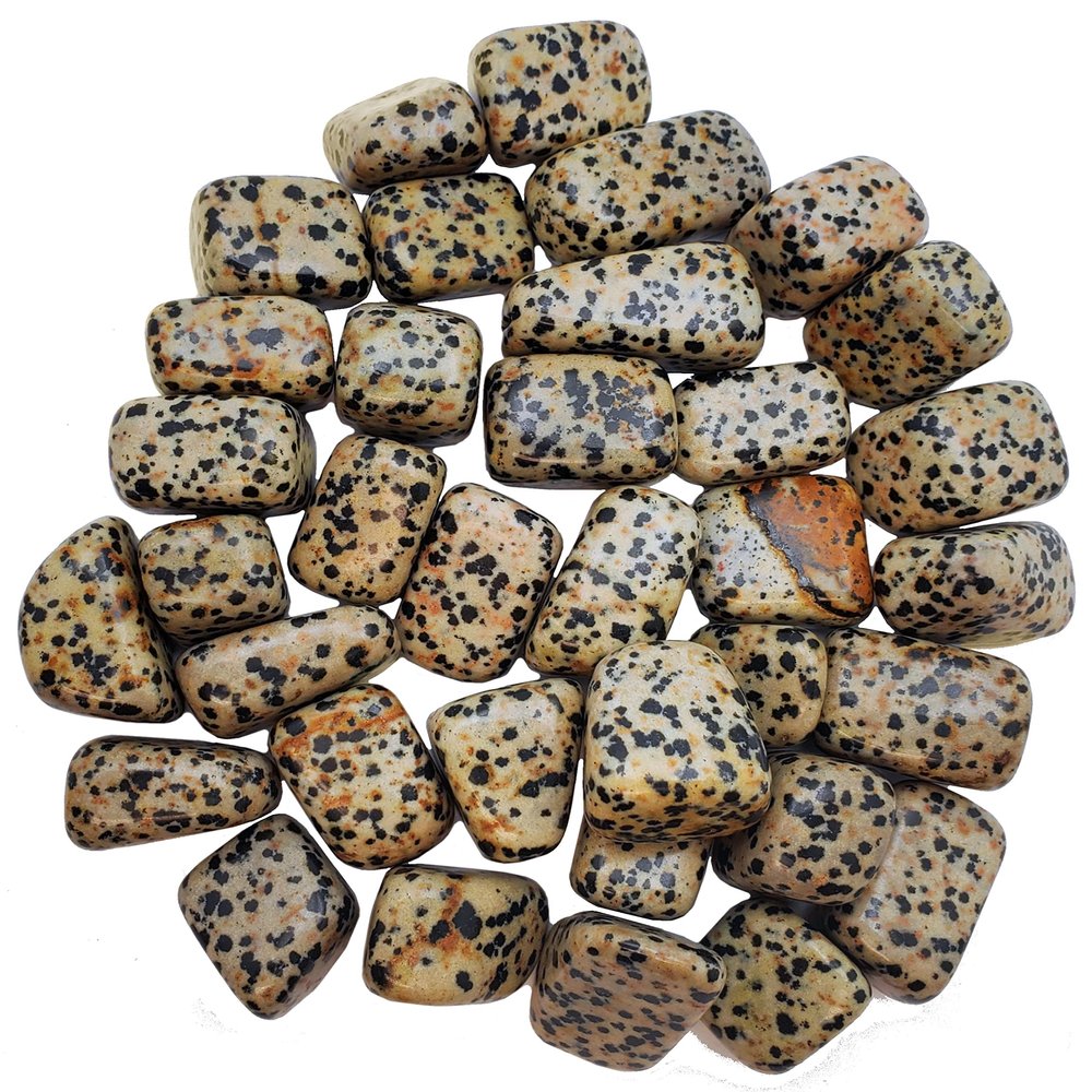Apex Magnets Dalmation Jasper - Tumbled - 1lb - 1/2 to 1 inch Pieces - Bulk Lot - lb Pound