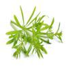 Cleavers herb - Galium aparine Dried Leaf C/S from 100% Nature (1 oz) view 3