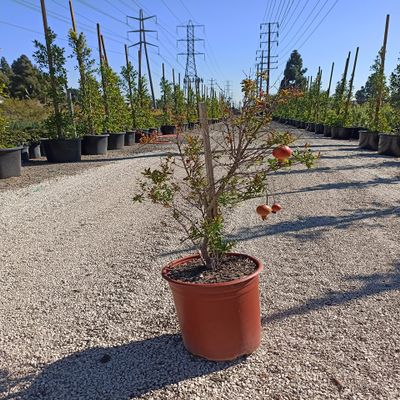 Pomegranate Bonsai Fruit Tree Dwarf Small Ornamental Fruit Live Tree 5 Gallon Small Fruit Variety Bonsai Style Tree