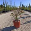 Pomegranate Bonsai Fruit Tree  Dwarf Small Ornamental Fruit Live Tree 5 Gallon Small Fruit Variety Bonsai Style Tree view 1