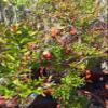 Pomegranate Bonsai Fruit Tree  Dwarf Small Ornamental Fruit Live Tree 5 Gallon Small Fruit Variety Bonsai Style Tree view 2