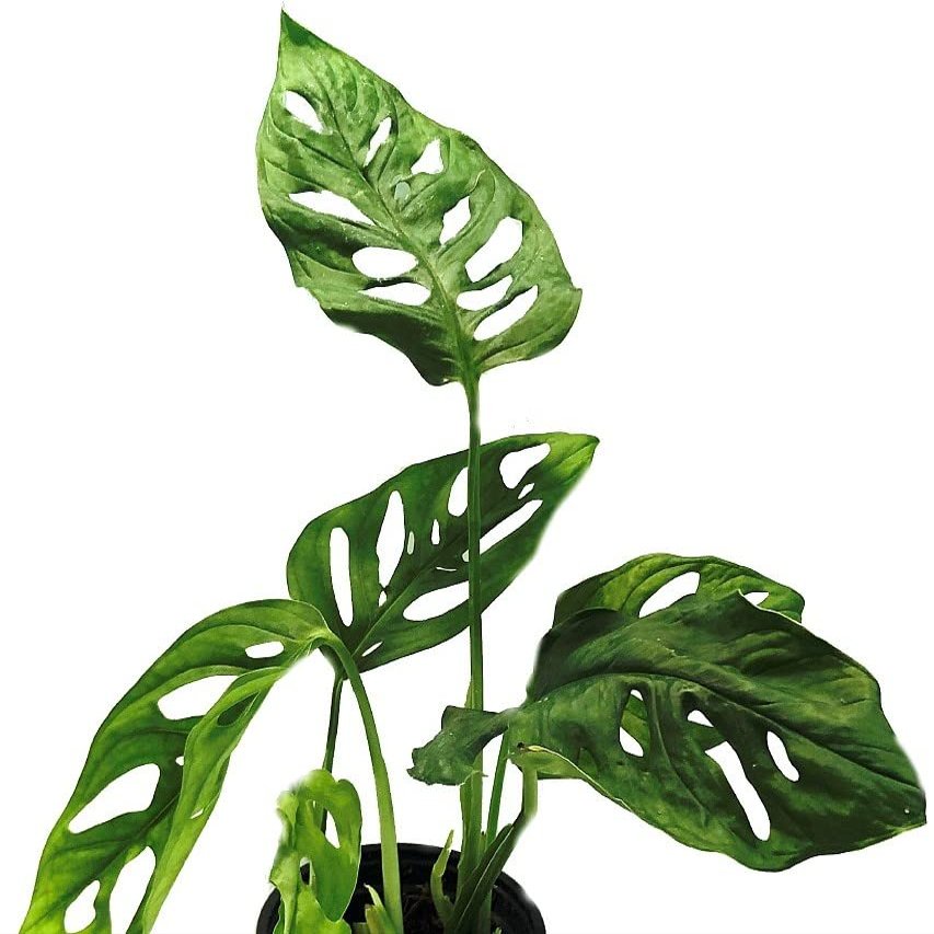 Monstera Adonsonii, Monkey,Swiss Cheese Starter Plant