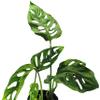 Monstera Adonsonii, Monkey,Swiss Cheese Starter Plant view 1