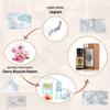 AKARZ Cherry Blossom Essential Oil Natural Organic Pure Cherry Blossom Oil for Skin Body Hair Care,Diffuser, Candle,Soap,Making, DIY,Massage Aroma 0.34 Fl Oz (10ml) view 2