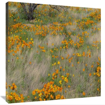 30 in. California Poppy Meadow with Grasses, California Art Print - Tim Fitzharris