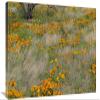 30 in. California Poppy Meadow with Grasses, California Art Print - Tim Fitzharris view 1