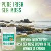 XPRS Nutra Irish Sea Moss Powder (Chondracanthus Chamissoi) - Premium Wildcrafted Seamoss Powder for Glowing Skin - Total Body Health Sea Moss Drink Powder - Vegan Friendly Irish Moss (4 oz) view 2