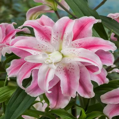 2 Lilium Orientalis Double Sweet Rosy Bulbs