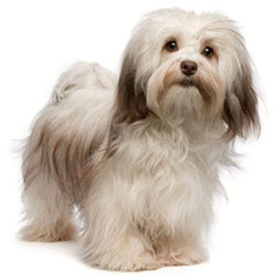 1/4 Sheet - Havanese Dog Birthday - D6676 - 2D Edible Cake Cupcake Party Topper