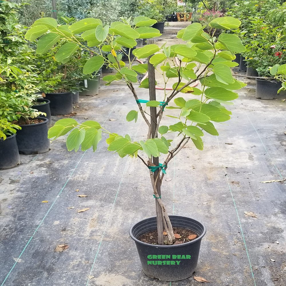 Live Pata de vaca Tree (Bauhinia Purpurea) Hawaiian Orchid Tree, Cow's Foot Leaf Tree, Arbol de hoja pezua de vaca Camel Foot pata de Camello 5 Gallon
