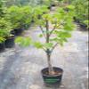 Live Pata de vaca Tree (Bauhinia Purpurea) Hawaiian Orchid Tree, Cow's Foot Leaf Tree, Arbol de hoja pezua de vaca Camel Foot pata de Camello 5 Gallon view 1