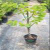Live Pata de vaca Tree (Bauhinia Purpurea) Hawaiian Orchid Tree, Cow's Foot Leaf Tree, Arbol de hoja pezua de vaca Camel Foot pata de Camello 5 Gallon view 2