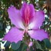Live Pata de vaca Tree (Bauhinia Purpurea) Hawaiian Orchid Tree, Cow's Foot Leaf Tree, Arbol de hoja pezua de vaca Camel Foot pata de Camello 5 Gallon view 3