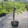 Live Pata de vaca Tree (Bauhinia Purpurea) Hawaiian Orchid Tree, Cow's Foot Leaf Tree, Arbol de hoja pezua de vaca Camel Foot pata de Camello 5 Gallon view 4