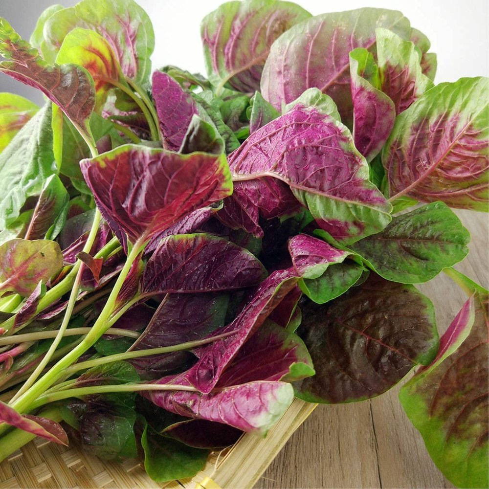 500 RED Garnet Amaranth Seeds-Organic-Open Pollinated by OrginBud