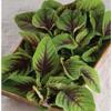 500 RED Garnet Amaranth Seeds-Organic-Open Pollinated by OrginBud view 2