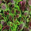 500 RED Garnet Amaranth Seeds-Organic-Open Pollinated by OrginBud view 3