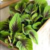 500 RED Garnet Amaranth Seeds-Organic-Open Pollinated by OrginBud view 4