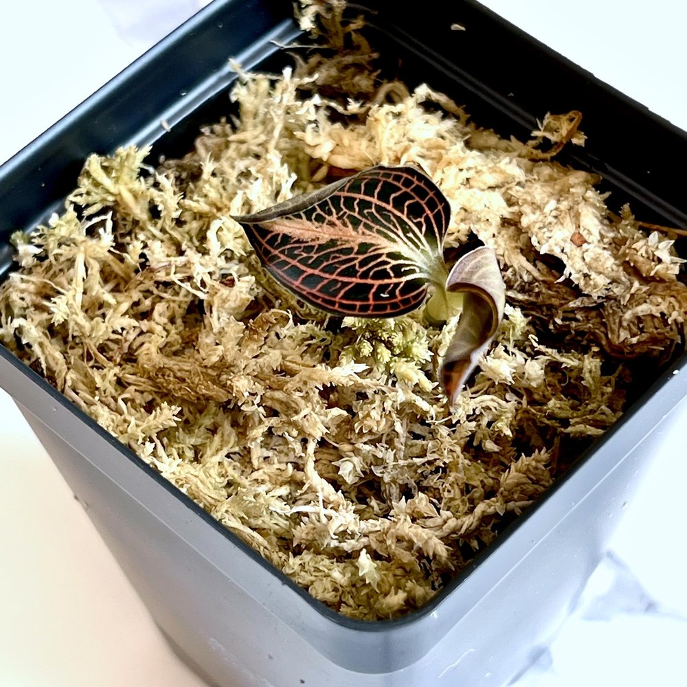 Anoectochilus albo-lineatus  Jewel Orchid with Velvet Green Leaves & Shimmering Silver Veins, Easy to Grow.