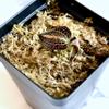 Anoectochilus albo-lineatus  Jewel Orchid with Velvet Green Leaves & Shimmering Silver Veins, Easy to Grow. view 1