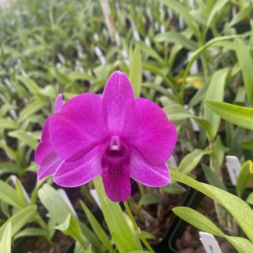 Dendrobium Compactum Comes in 4" Pot from Hawaii
