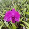 Dendrobium Compactum Comes in 4" Pot from Hawaii view 1