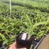 Dendrobium Compactum Comes in 4" Pot from Hawaii view 2