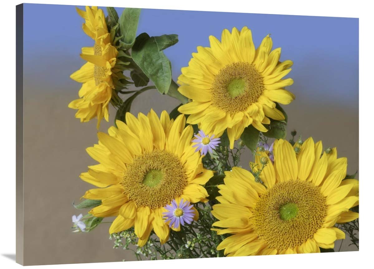 30 x 40 in. Common Sunflower & Asters, North America Art Print - Tim Fitzharris