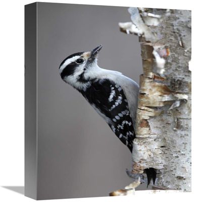 12 x 18 in. Downy Woodpecker, Canada Art Print - Scott Leslie