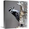 12 x 18 in. Downy Woodpecker, Canada Art Print - Scott Leslie view 1
