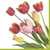 Keep Unique 20-ct 13x13 Tulips Paper Luncheon Decoupage Napkins, 3-Ply Servilletas Printed Tulips Flowers Napkin for Christmas Art, Dinner and Party, Disposable Napkins Decor (Tulips) view 1